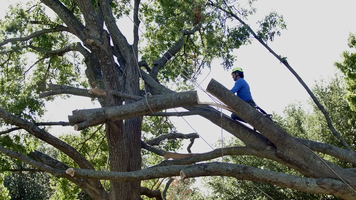 Professional Crown Thinning performed by certified arborists in Fairmont